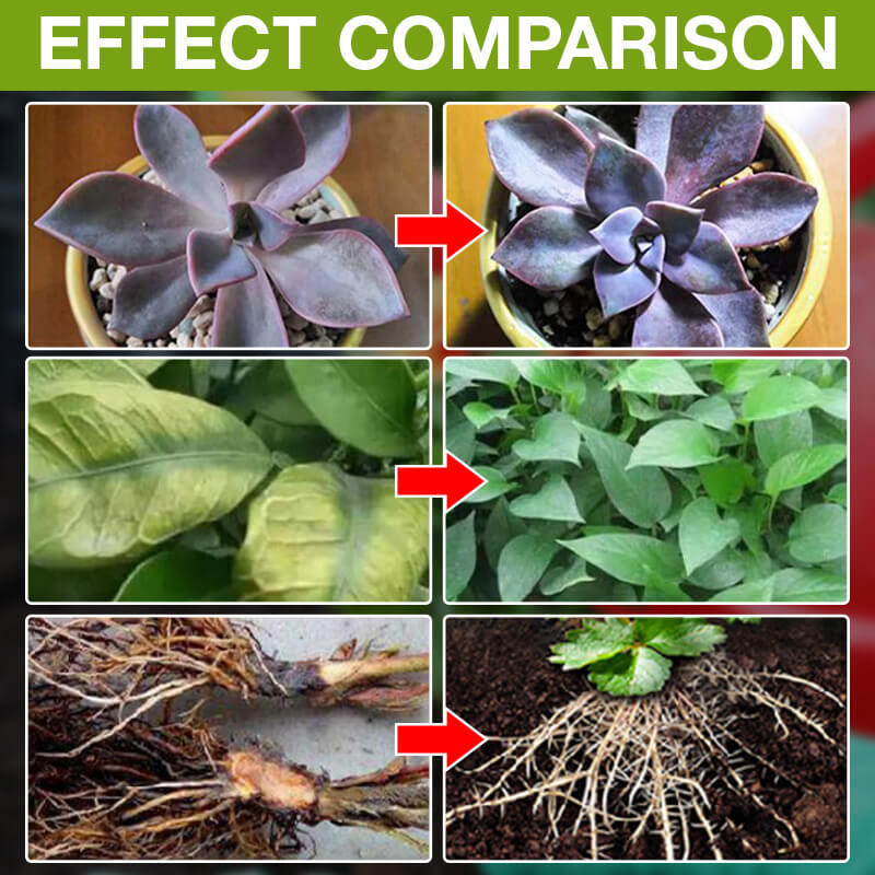 ⏳Limited-time 50% off⏰Plant Growth Enhancer Supplement🪴💦