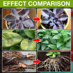 ⏳Limited-time 50% off⏰Plant Growth Enhancer Supplement🪴💦